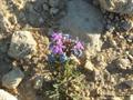 Dakota verbena,Dakota mock vervain